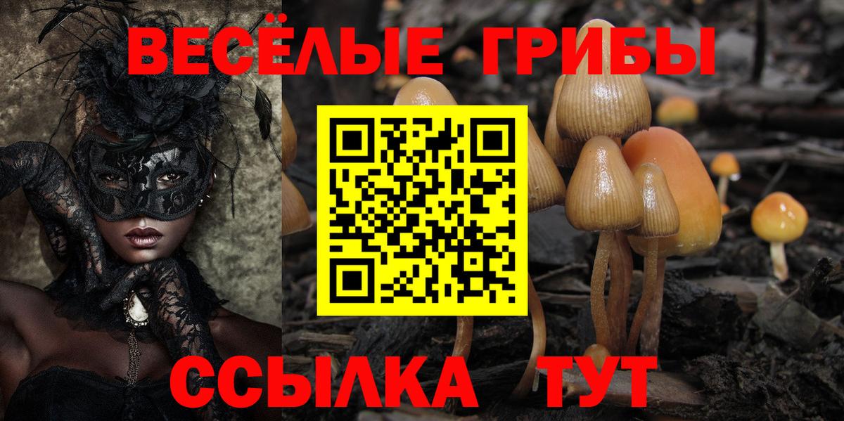 Галлюциногенные грибы Psilocybe Кизилюрт